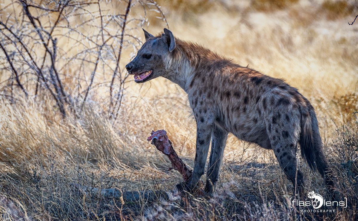 etosha 036