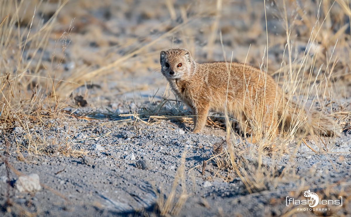 etosha 041