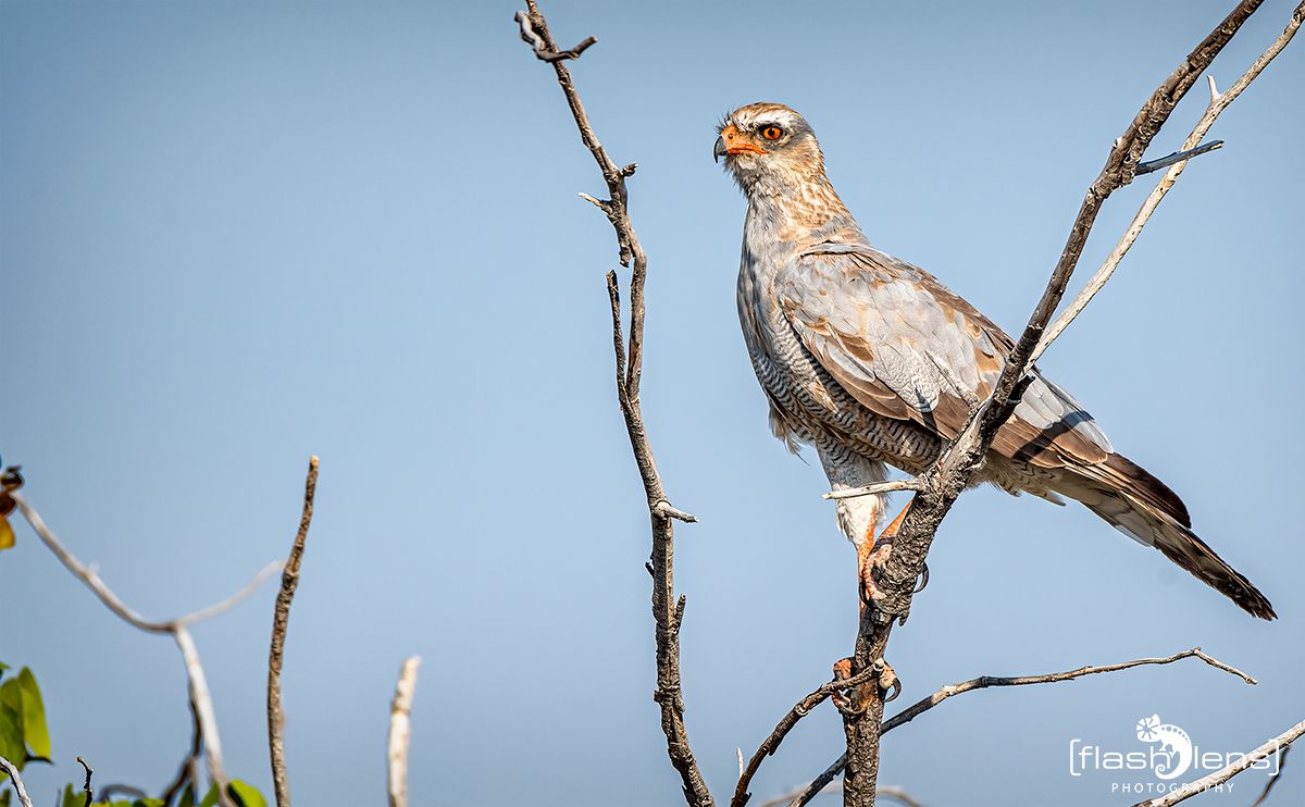 etosha 043