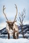 tromso 2022 005