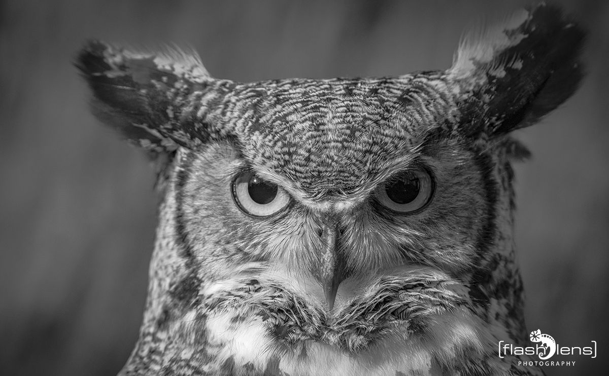 falknerei bergisch land 009