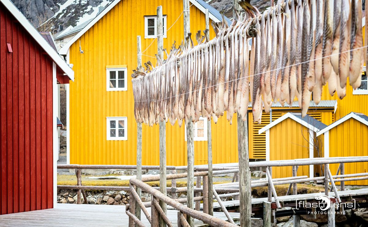 lofoten 2022 091