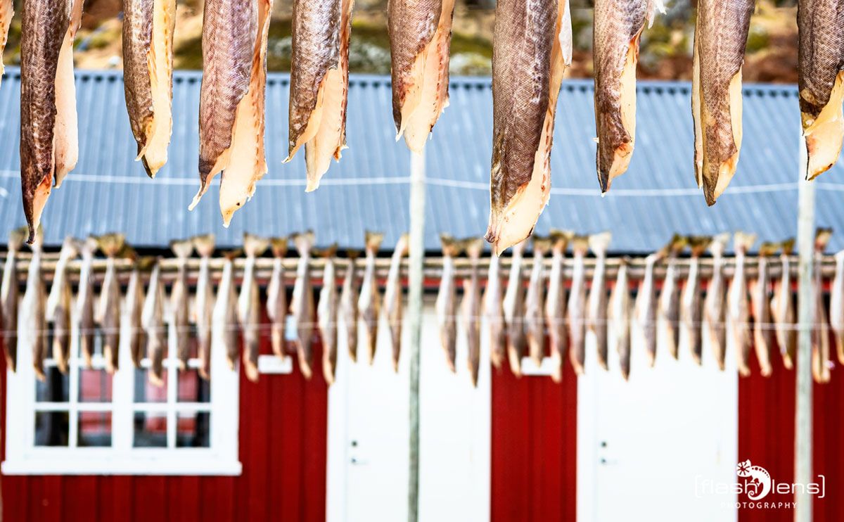 lofoten 2022 097