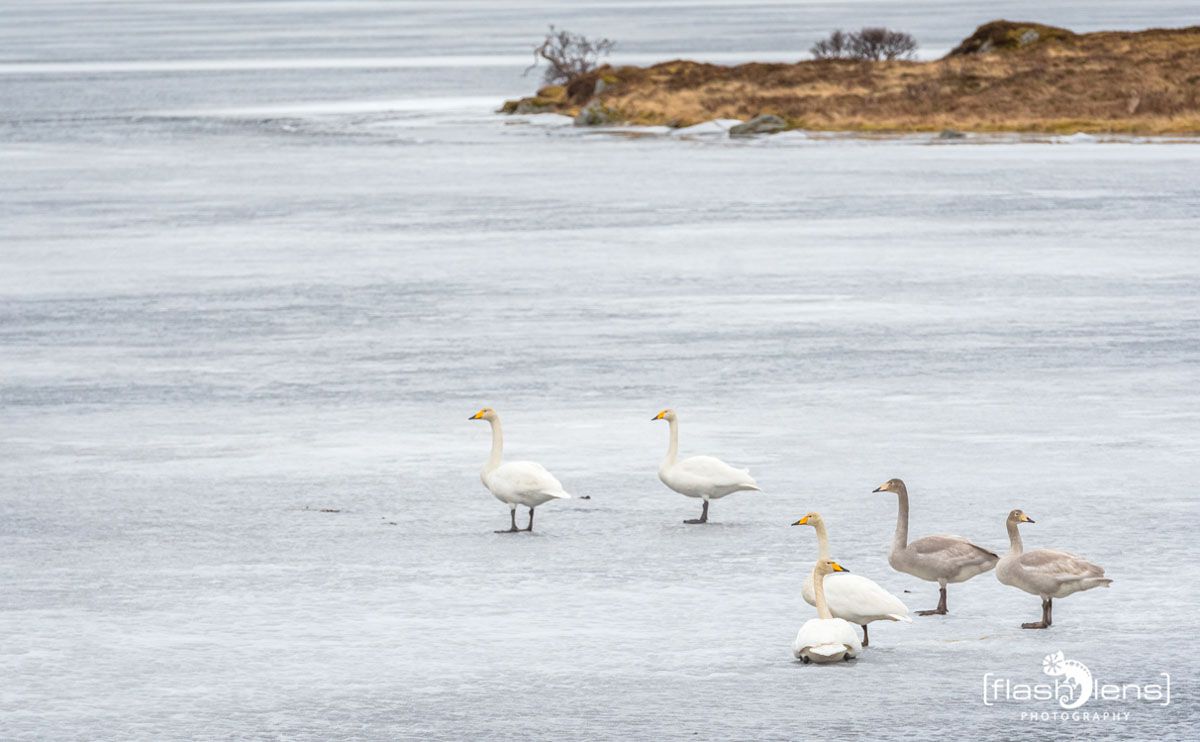 lofoten 2022 107