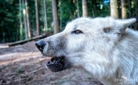Wolfcenter 012