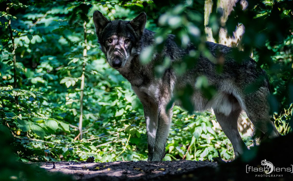 Wolfcenter 013