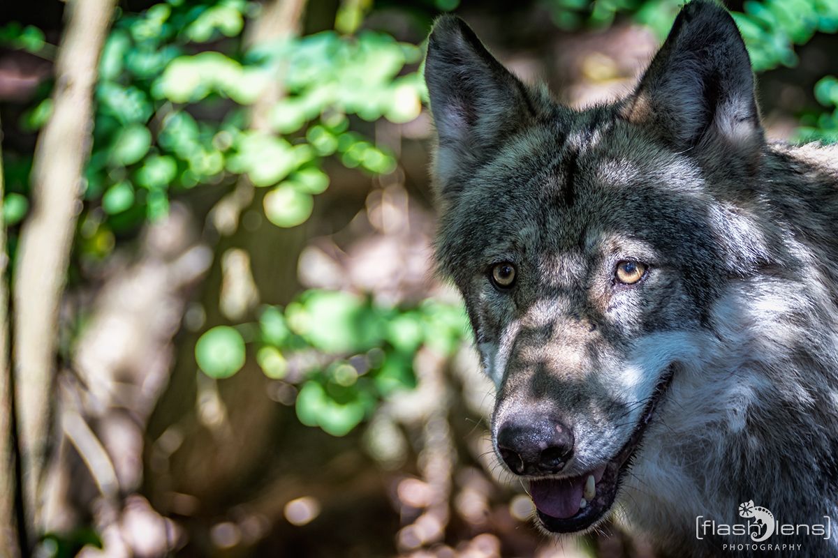 Wolfcenter 019