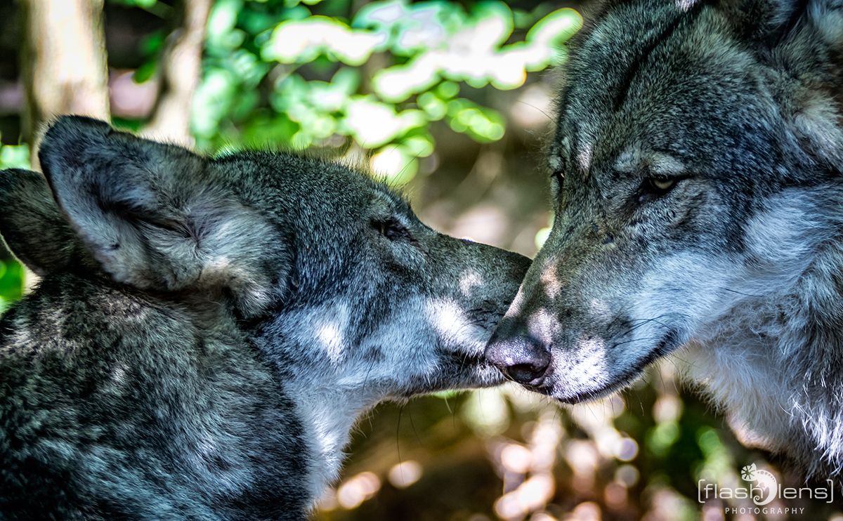 Wolfcenter 020