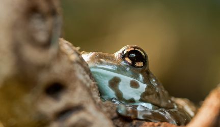 Wildpark Bad Mergentheim