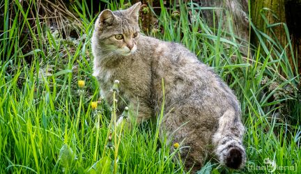 Biotopwildwald Anholter Schweiz