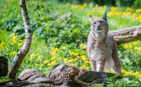 Biotopwildpark Anholter Schweiz 004