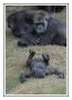 Gorillas 002
