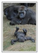 Gorillas 002