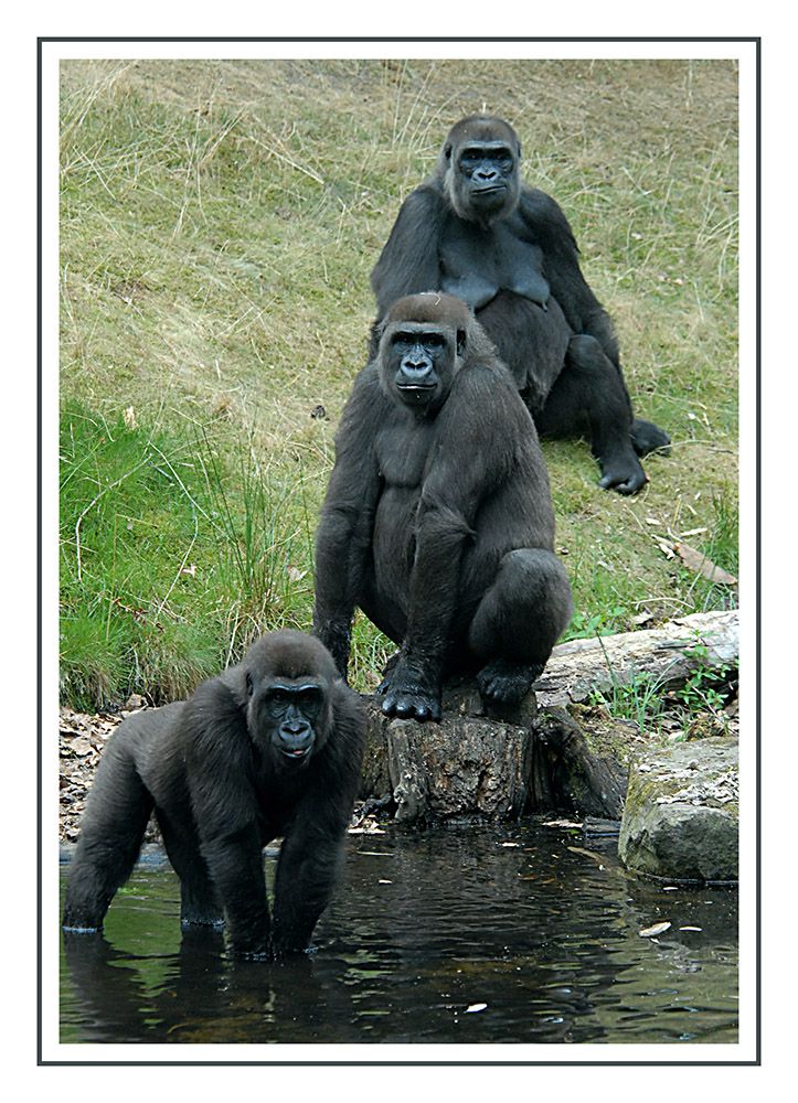 Gorillas 003