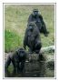 Gorillas 003