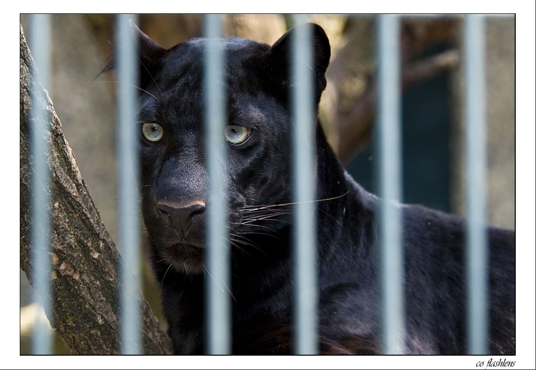 Leoparden 001