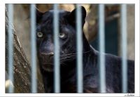 Leoparden 001