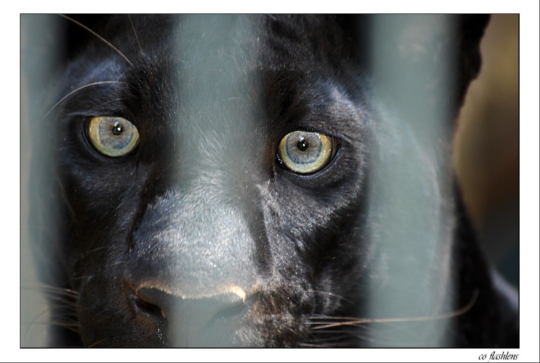 Leoparden 004