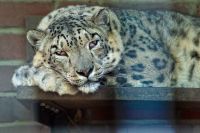 Leoparden 005