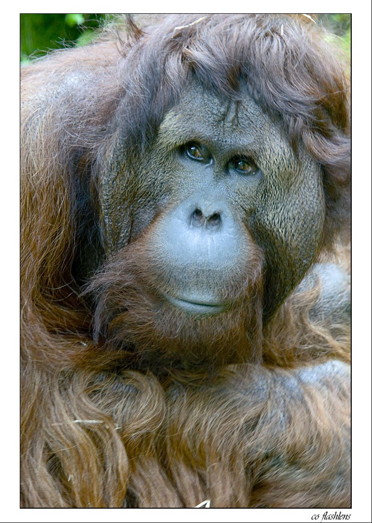 Orang Utans 002