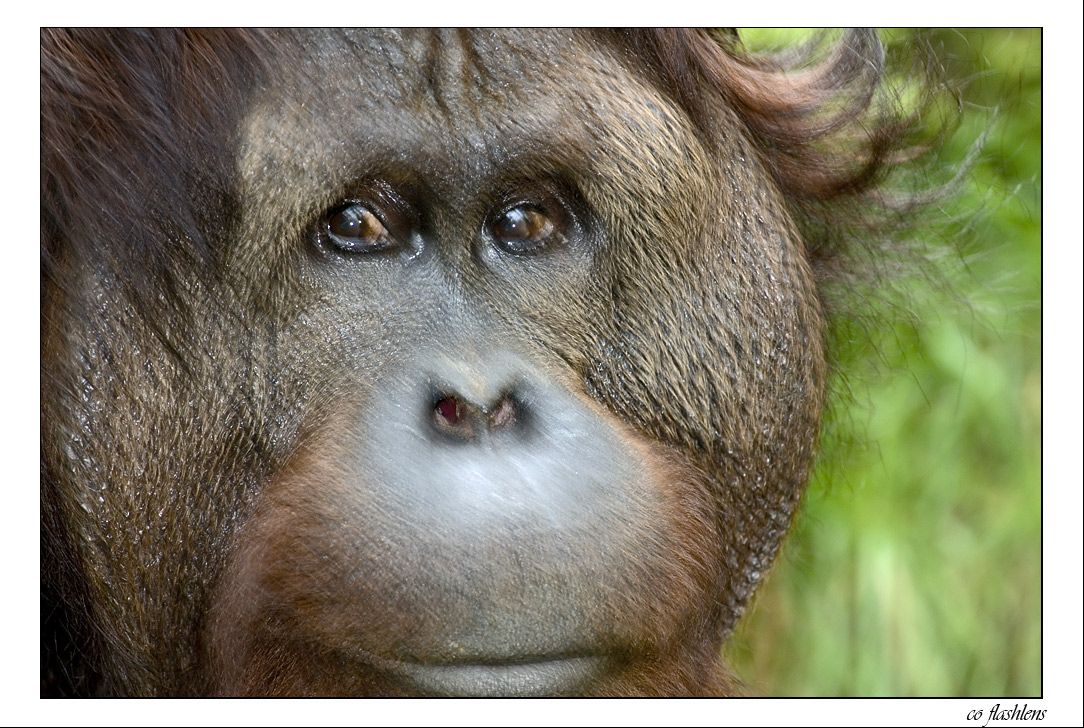 Orang Utans 003