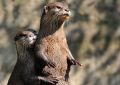 Otter 001