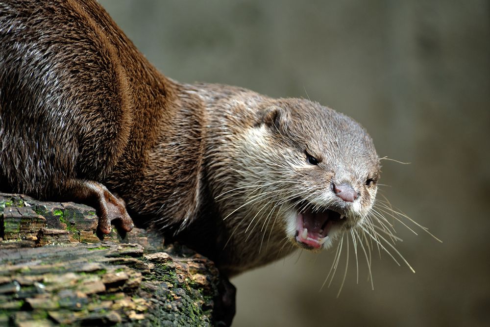 Otter 002