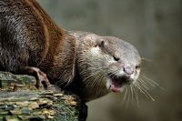 Otter 002