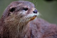 Otter 003