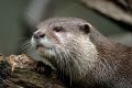 Otter 004