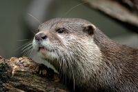 Otter 004