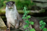 Otter 005