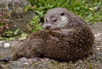 Otter 007