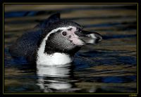 Pinguine 002