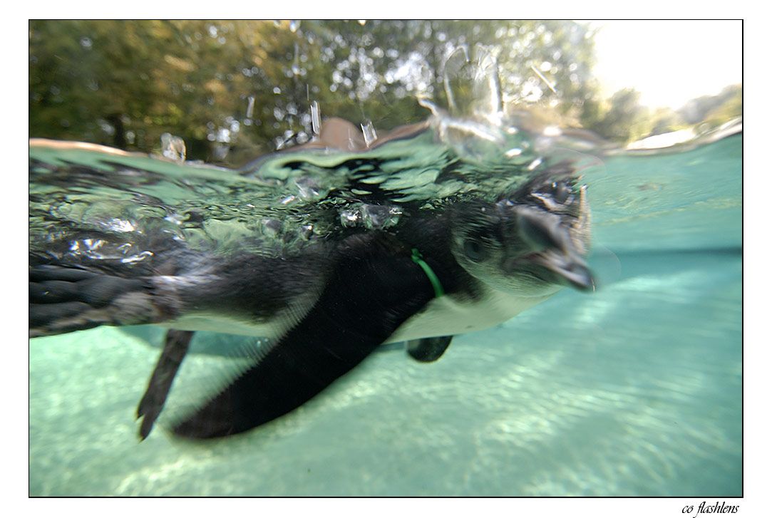Pinguine 008