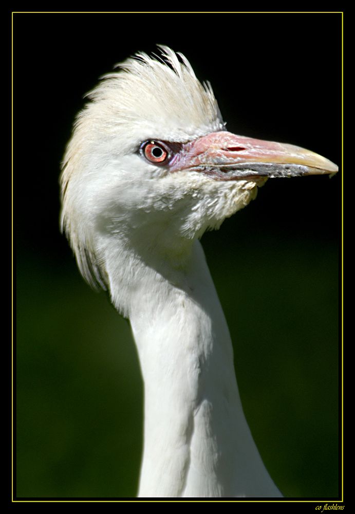 Reiher 008