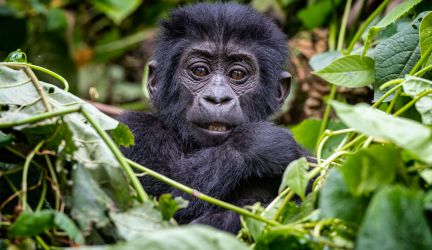 Uganda