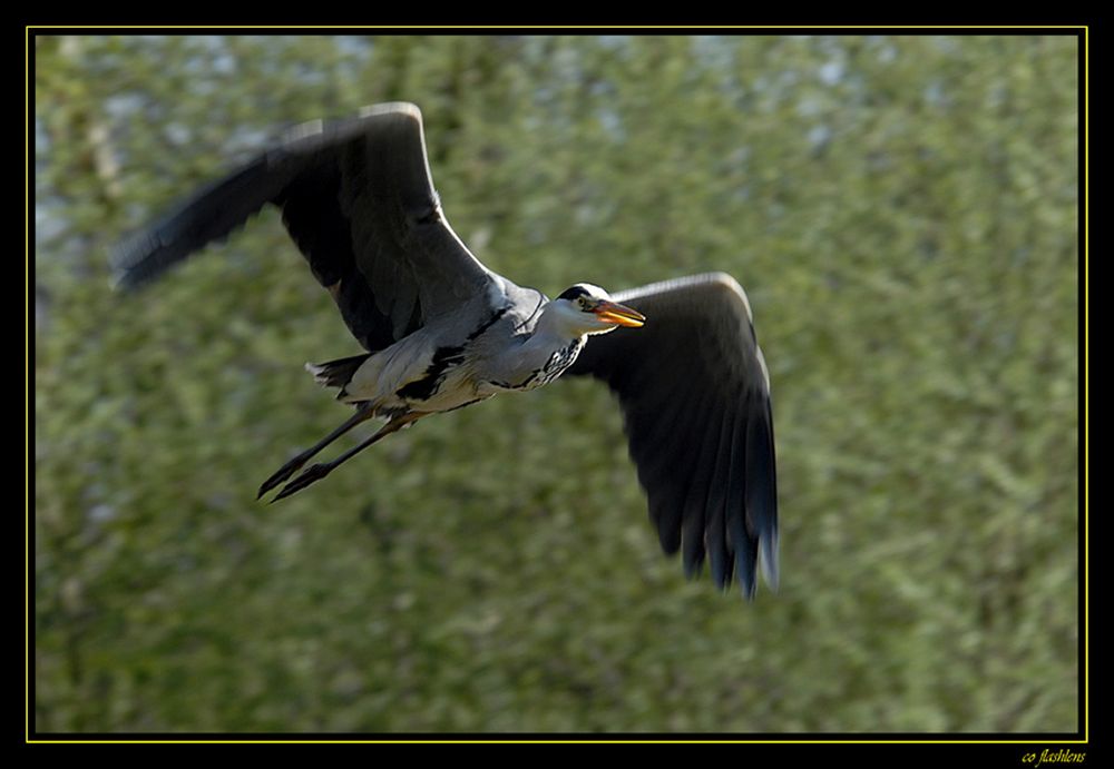 Reiher 014