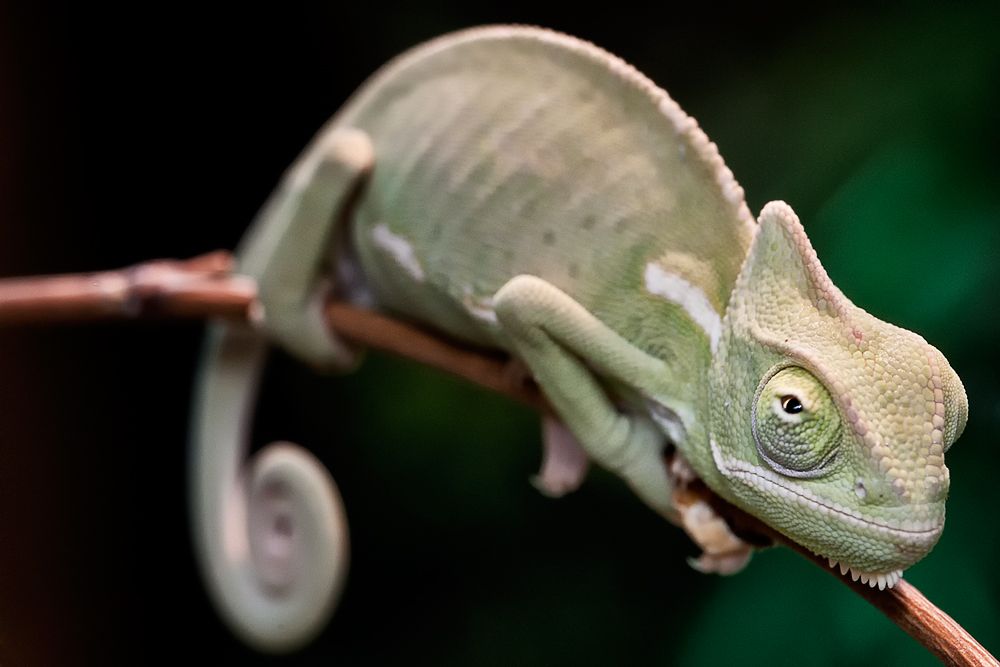 Reptilien 001