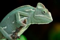 Reptilien 002