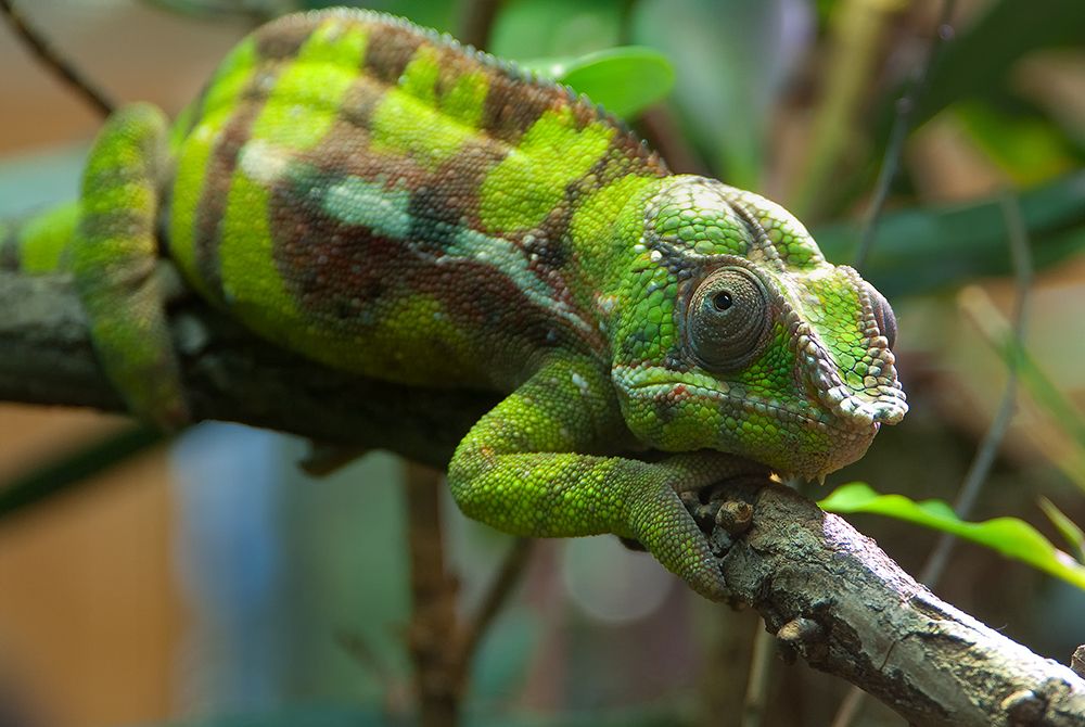 Reptilien 003