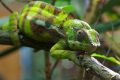 Reptilien 003