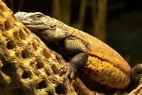 Reptilien 004