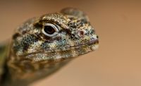 Reptilien 005