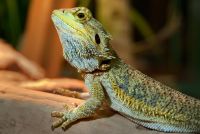 Reptilien 006