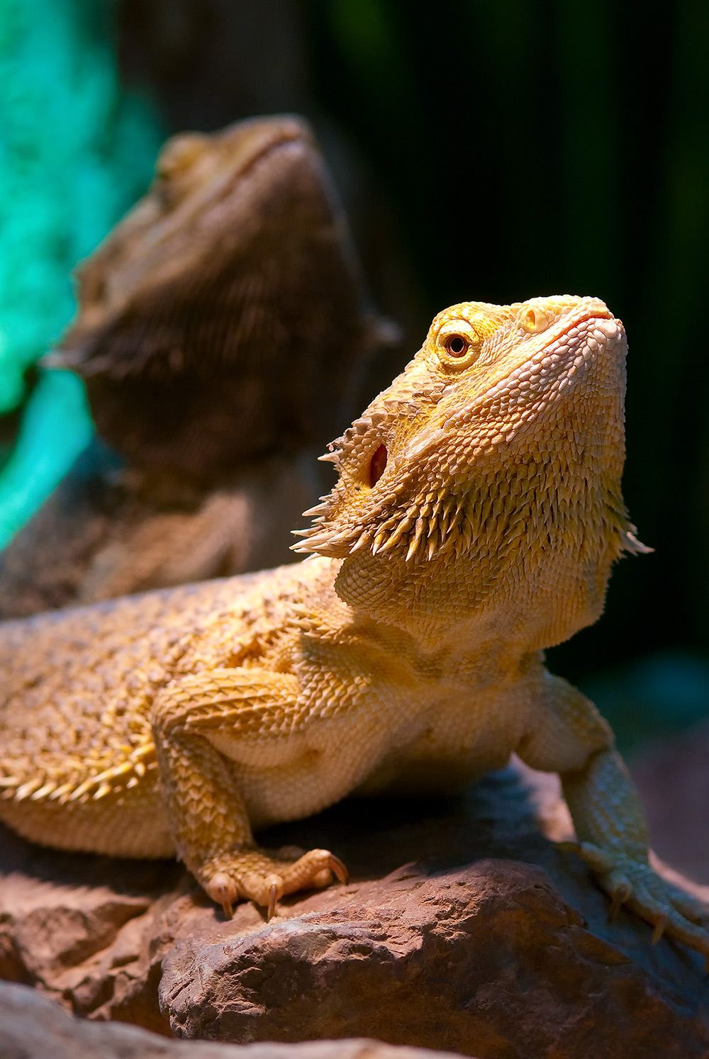 Reptilien 007