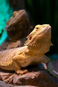 Reptilien 007