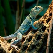 Reptilien 008