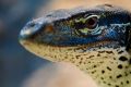 Reptilien 010
