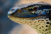 Reptilien 010